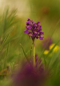 Close-up of purple flowers