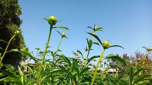 Low angle view of flowering plants against blue sky