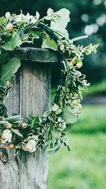 Close-up of fresh flowers on tree