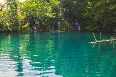 Scenic view of lake in forest