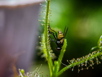 Close-up of insect on leaf