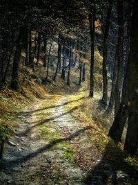 Footpath passing through forest