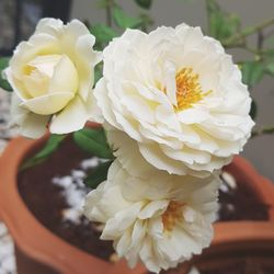 Close-up of white rose