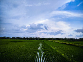 Scenic view of agricultural field against sky