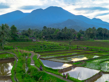landscape