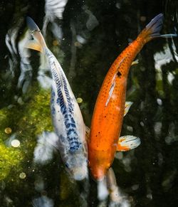 High angle view of fish swimming in lake