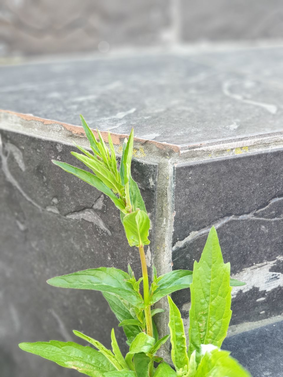 HIGH ANGLE VIEW OF PLANT GROWING ON WALL