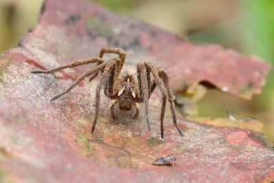 Close-up of spider