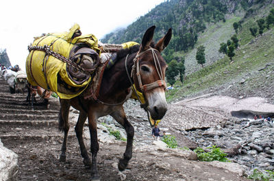 Little donkey carry on the back