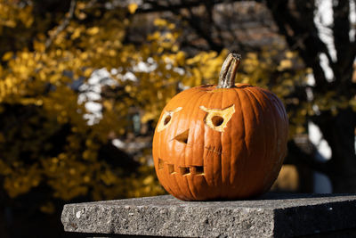 Close-up of pumpkin on wood during autumn