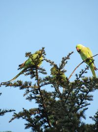 Low angle view of bird perching on tree against sky