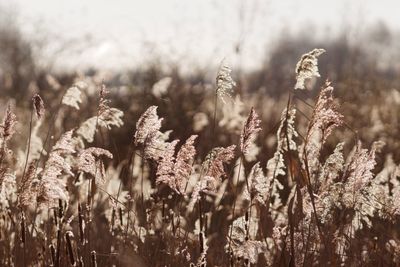 Close-up of plants on field against sky