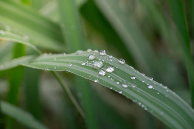 Close-up of wet spider web on plant