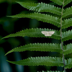 Close-up of fern leaves