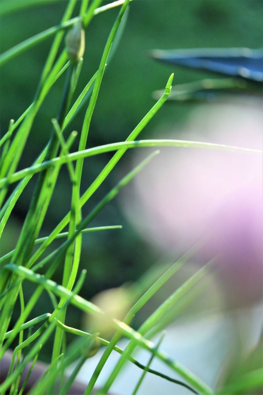 CLOSE-UP OF FRESH GREEN PLANT