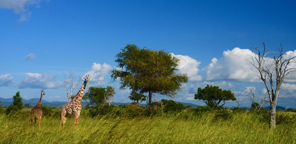 Giraffe in the wild, east africa