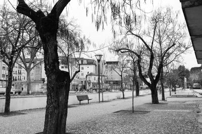 Trees in city against sky