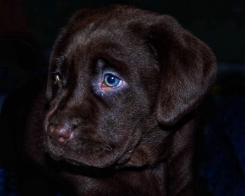 Close-up portrait of dog