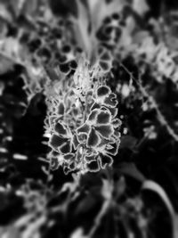 Close-up of cactus flower