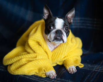 Autumn portrait of a boston terrier dog wrapped in a warm cozy yellow sweater at home.