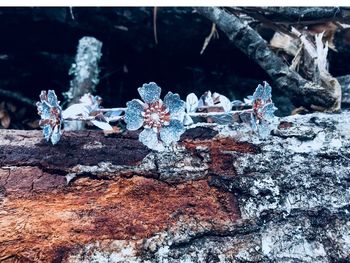 Close-up of frozen ice