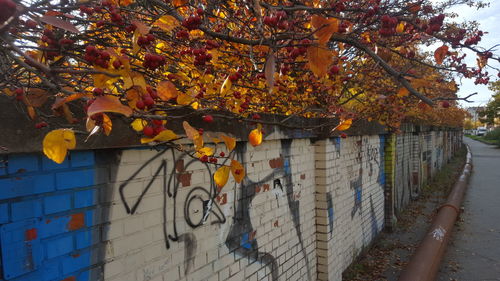 Trees by wall during autumn