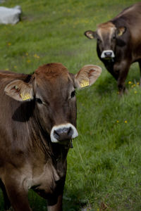 Close-up of cow standing on field