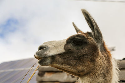 Close-up of llama against sky