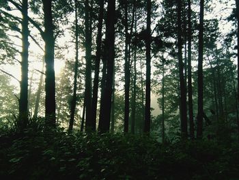 Trees in forest