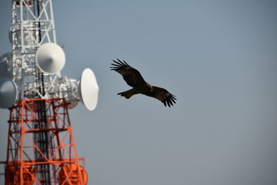 Low angle view of bird flying against the sky