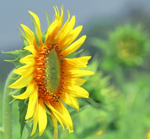 Close-up of sunflower in the field