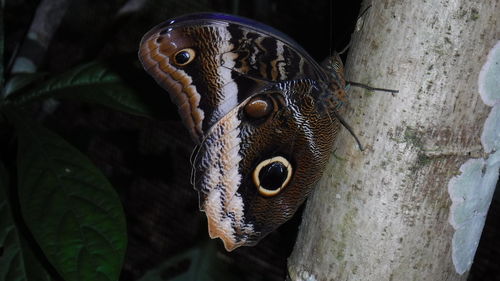 Close-up of an animal