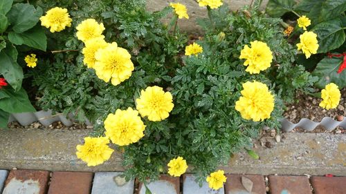 Close-up of yellow flowers blooming outdoors