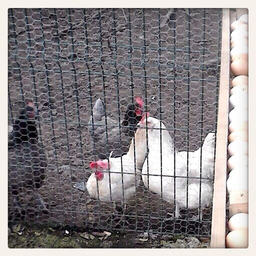 animal themes, bird, domestic animals, pets, one animal, livestock, pigeon, chicken - bird, mammal, cage, dog, hen, high angle view, fence, wildlife, birdcage, day, full length, built structure, rooster