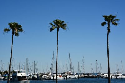 Palm trees by sea against clear blue sky