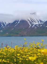 Scenic view of landscape with mountains in background