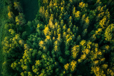 A beautiful view from the above to the forest in summer morning. aero photography of the wild woods.