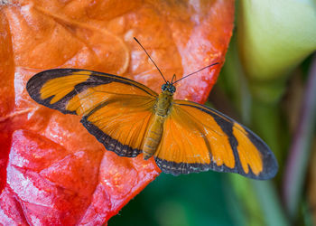 Close-up of butterfly on orange flower