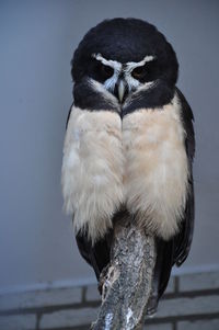 Spectacled owl pulsatrix perspicillata