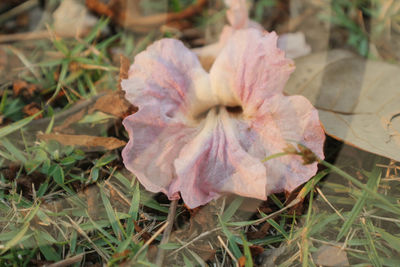 Close-up of dried maple leaves on field