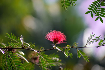 Close-up of plant