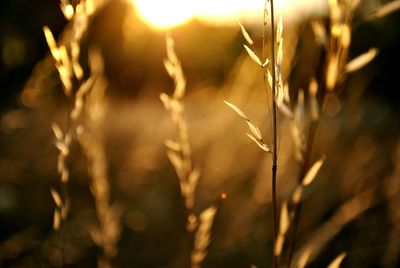 Close-up of wheat growing on field