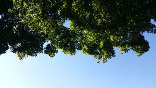 Low angle view of trees against clear sky