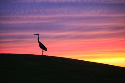 Silhouette bird on a land