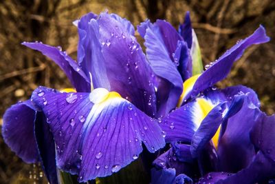 Close-up of wet purple flowers blooming outdoors