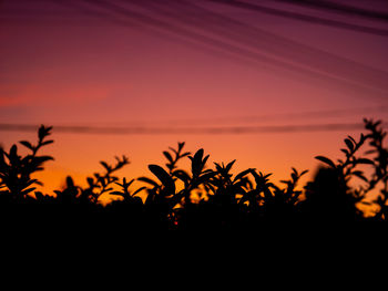 Silhouette plants by sea against romantic sky at sunset