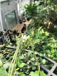 Close-up of flowering plant