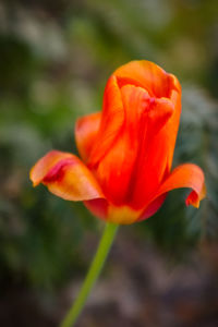 Close-up of red tulip