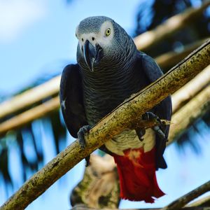 Close-up of parrot
