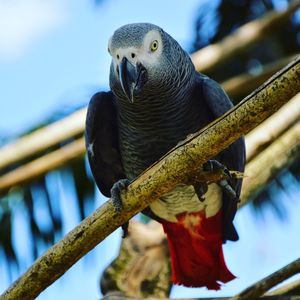Low angle view of african grey parrot perching on wood
